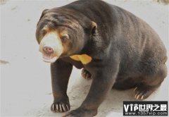 世界上最小的熊 体重大概34公斤至36公斤(马来熊)