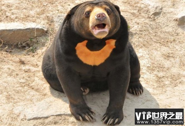 世界上最小的熊 体重大概34公斤至36公斤(马来熊)