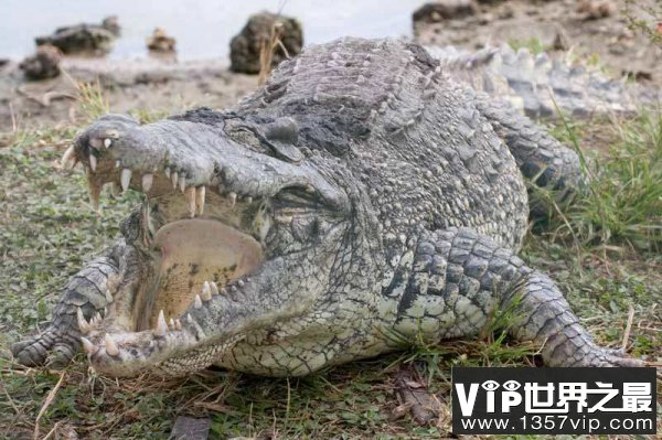 世界上最大最凶残的鳄鱼，湾鳄体长可达7米