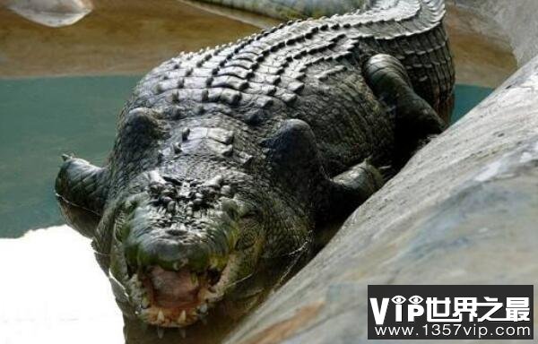 世界上最大最凶残的鳄鱼，湾鳄体长可达7米