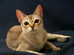 世界上最小的猫，新加坡猫体重不足2公斤
