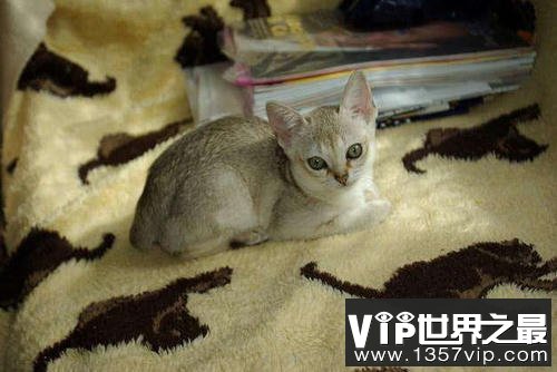 世界上最小的猫，新加坡猫体重不足2公斤