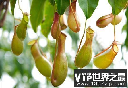 为什么肉食性植物会吃肉