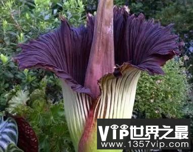 为什么有些植物会发臭