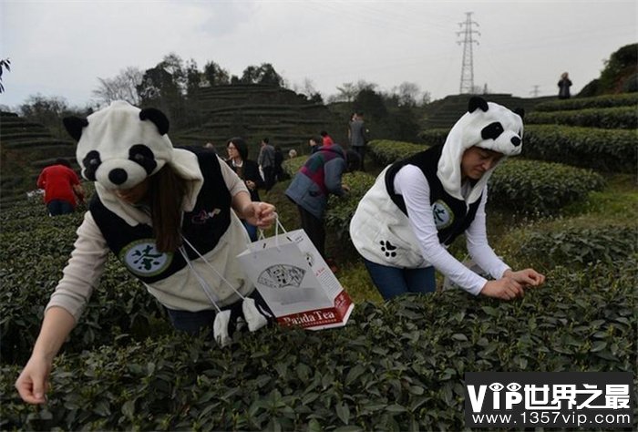 世界最贵的茶叶 44万一公斤的熊猫茶(千万不要上当)