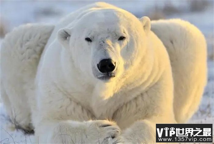 世界上最保暖的皮毛 北极熊(保暖且漂亮)