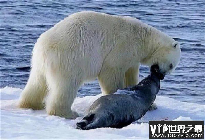 世界上最保暖的皮毛 北极熊(保暖且漂亮)