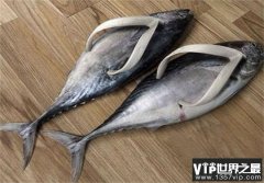 世界上最奇葩另类的鞋子 咸鱼造型鞋子