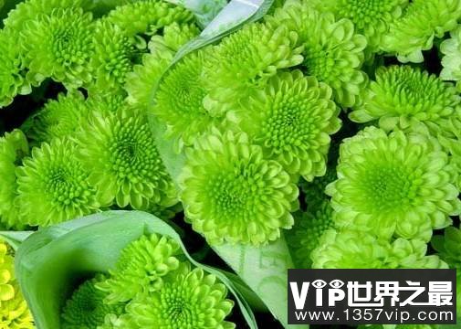 为什么自然界中绿色的花很少见