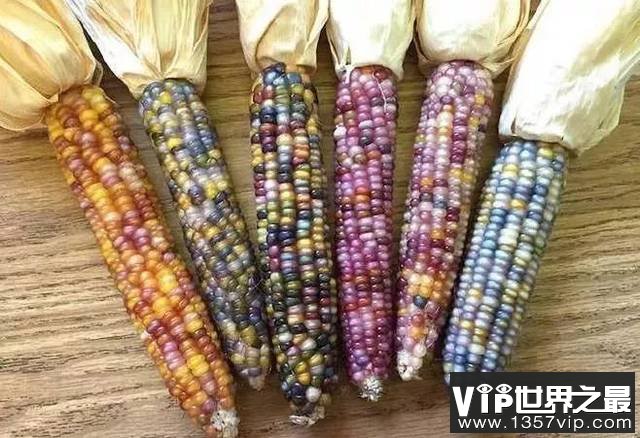 彩色玉米为什么会是彩色的