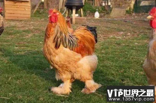 世界上最大的鸡，梵天鸡身高可达1.2米