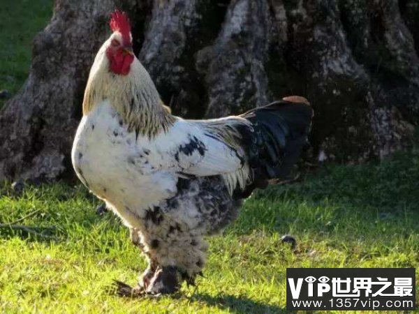 世界上最大的鸡，梵天鸡身高可达1.2米