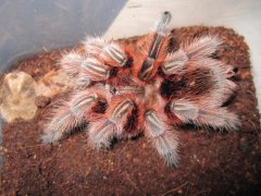 最受欢迎的宠物蜘蛛，智利火玫瑰蜘蛛