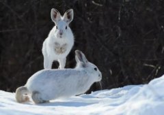 世界上最会变色的兔子，白靴兔自带雪地靴