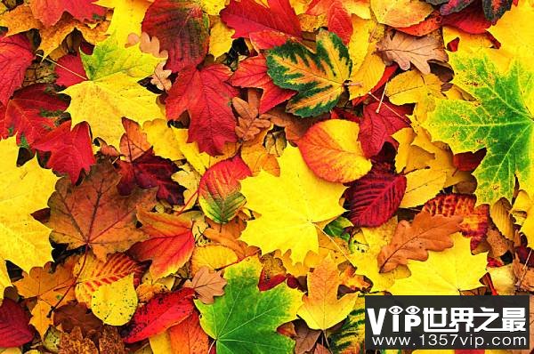 秋天为什么有的树叶变黄 有的树叶变红