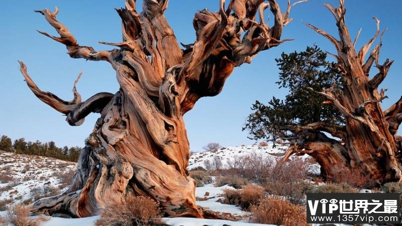 世界上最古老的树 已经4789岁