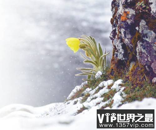 为何冰天雪地也有植物开花