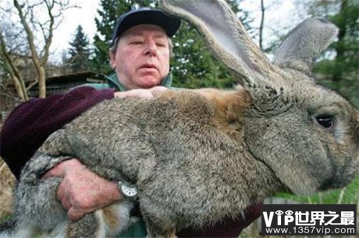 世界最大的兔子 兔子大流士(体长1.22米)