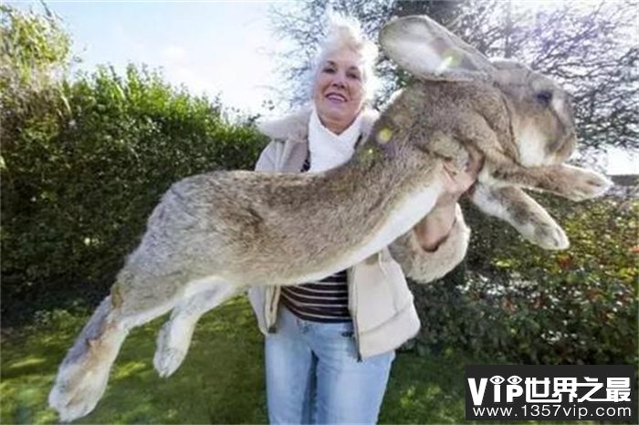 世界最大的兔子 兔子大流士(体长1.22米)