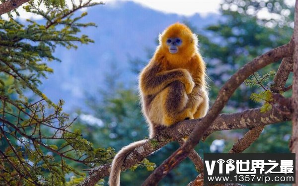 世界上最不怕冷的猴子，金丝猴在零下10度生存