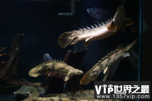 世界上最漂亮的恐龙鱼，被誉为水中的活化石