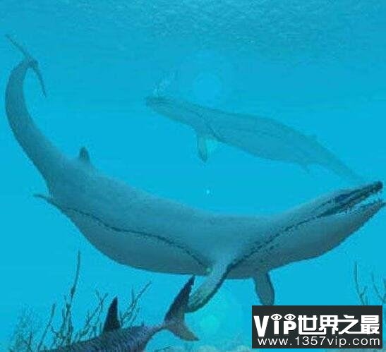 世界上最早的鲸鱼，古蜥鲸祖先竟是中兽