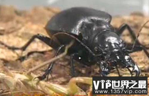 世界上最大的食肉甲虫，大王虎甲俗称杀戮机器