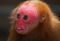世界上最丑的猴子，白秃猴头发稀少丑到极致