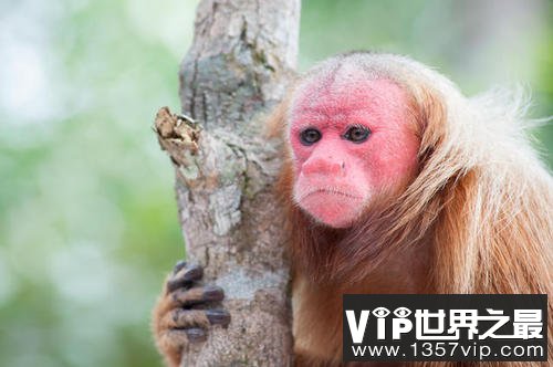 世界上最丑的猴子，白秃猴头发稀少丑到极致