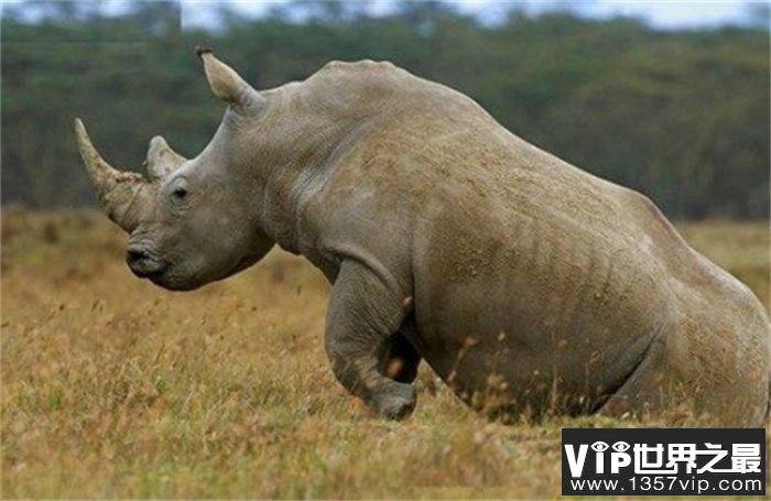世界上最大的犀牛 体重达到3600千克(白犀牛)