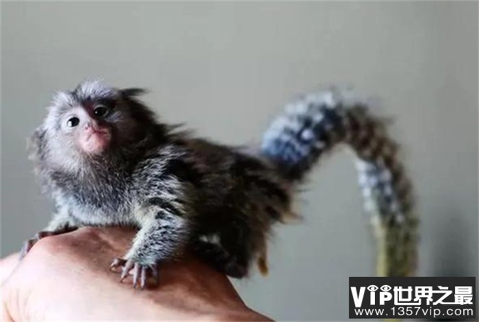 世界上最小的猴子 呆萌可爱很漂亮(拇指猴)