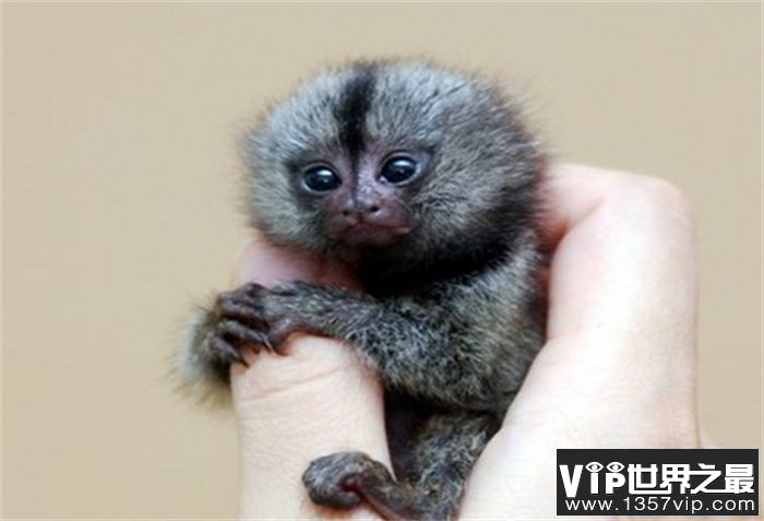 世界上最小的猴子 呆萌可爱很漂亮(拇指猴)