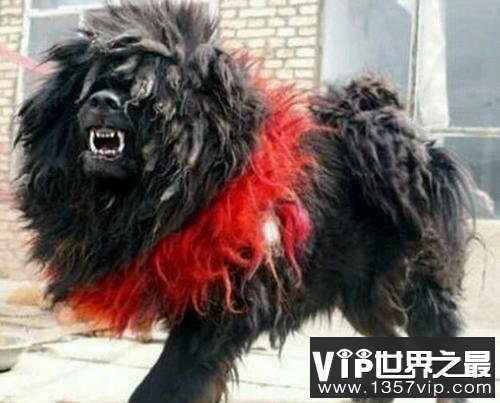 世界上最凶猛最厉害的狗，中国鬼獒最残暴凶猛