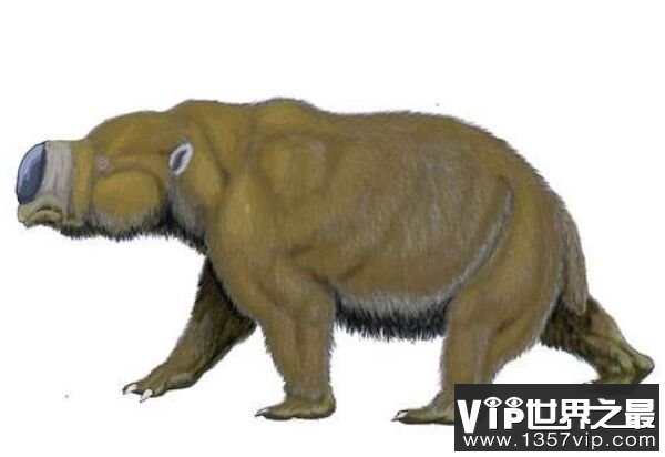 世界上体型最大的袋鼠，巨型袋鼠能与河马媲美