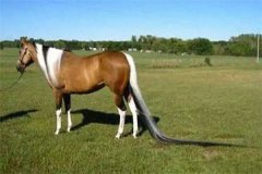 世界上尾巴最长的马，长度达3.81米