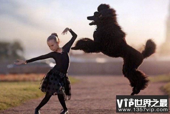 世界上跳得最高的狗，羽毛能跳191.7厘米高