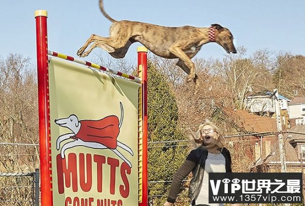 世界上跳得最高的狗，羽毛能跳191.7厘米高