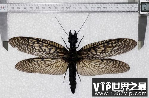 世界上最大的蜻蜓，蛇蜻蜓体长超20厘米