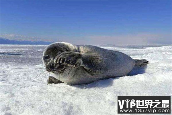 世界上最小的海豹，贝加尔海豹体长约1米