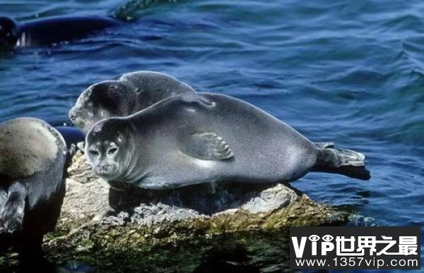 世界上最小的海豹，贝加尔海豹体长约1米