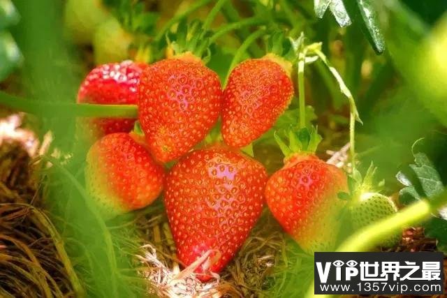 【辟谣】草莓是最脏的水果吗