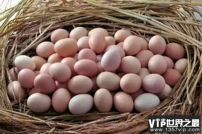 【辟谣】土鸡蛋比普通鸡蛋更有营养更健康吗