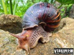 世界上最大的蜗牛是什么品种 非洲大蜗牛(重量900克)