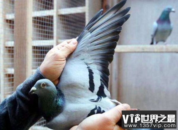 世界上最贵的赛鸽，比利时鸽子被拍出1030万元