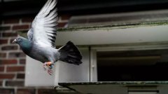 史上最贵鸽子，比利时赛鸽拍出160万欧元