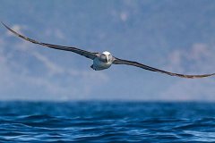世界上最大的飞的最远的鸟，当属信天翁
