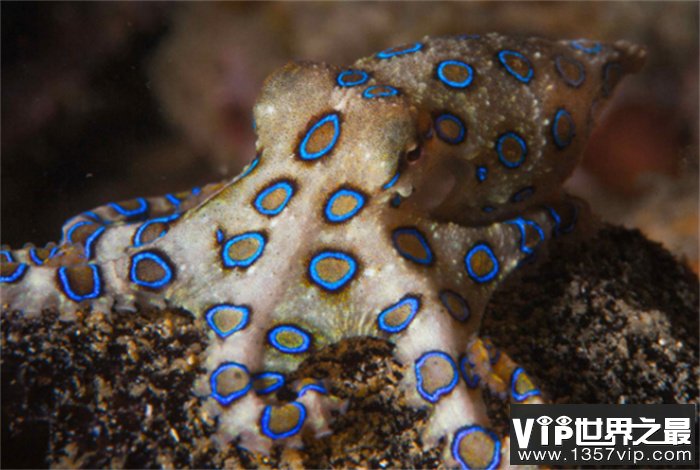 海底最毒章鱼 可杀死26名成年人(澳洲蓝环章鱼)