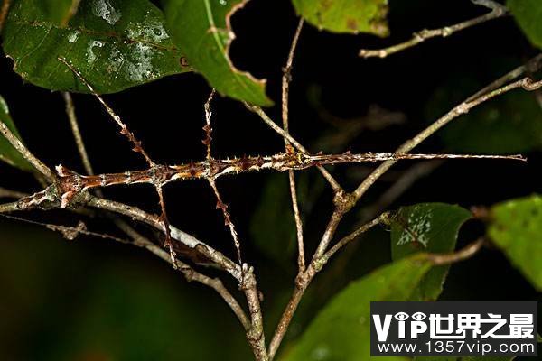 世界上最大的昆虫，竹节虫体长超62厘米