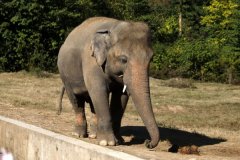 世界上最孤独的大象，“卡万”迁居柬埔寨