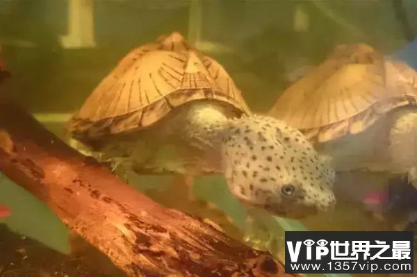 世界上最凶猛的乌龟，剃刀龟饿急了会咬人
